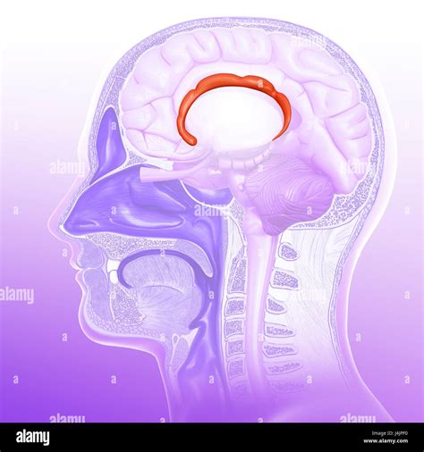 Illustration Of The Cingulate Gyrus Of The Human Brain Stock Photo Alamy