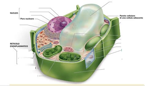 Cellula Eucariote Vegetale Diagram Quizlet