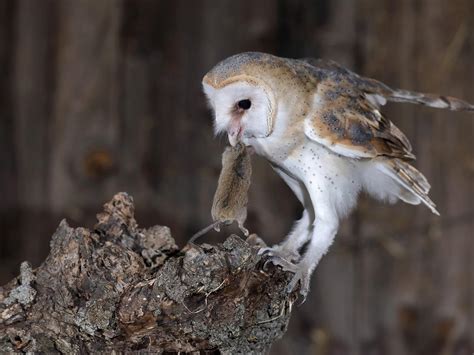 How Long Do Barn Owls Live Complete Guide Birdfact