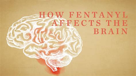 How Fentanyl Affects The Brain