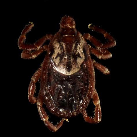 What Does A Tick Look Like Tick Id The Infinite Spider