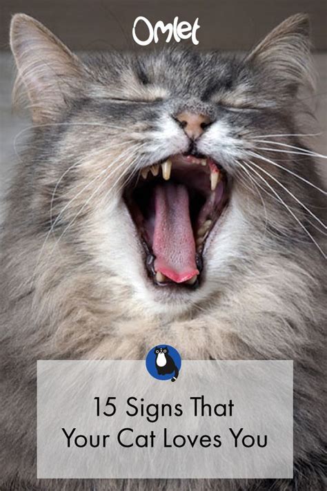 15 Signs That Your Cat Loves You In 2020 Cats Cat Love Cat Care Tips