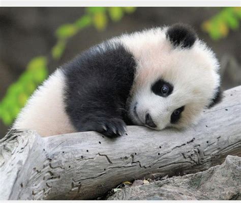 Sad Panda Blank Template Imgflip