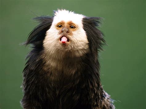marmoset monkey wallpapers images  pictures backgrounds