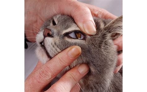 The Mystery Of The Cats Inner Eyelid Scientific American