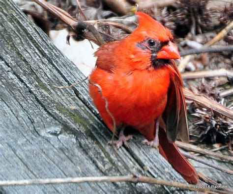 Dsc0520 Male ~ Northern Cardinal ~ Cardinalis Cardinalis Flickr
