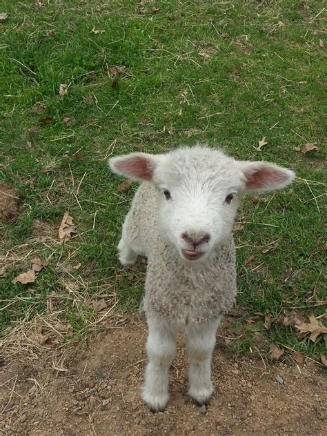 Frontier Culture Museum Of Virginia More Baby Lambs