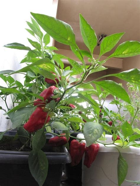 Growing Bell Peppers In Containers Growing Vegetables Fruit Garden