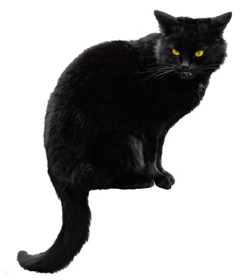 Tons of awesome black background png to download for free. Black Cat Png HD Transparent