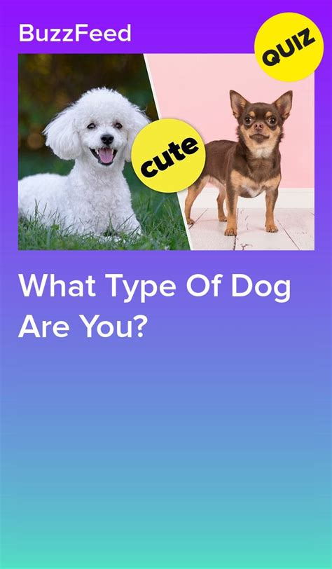 I'll review some of the important things to think i typically ask myself this question about every few years as one computer or another needs replacing or simply what you want will depend, of course, on how you'll be using it. Take This Quiz And We'll Tell You What Kind Of Dog You Are ...