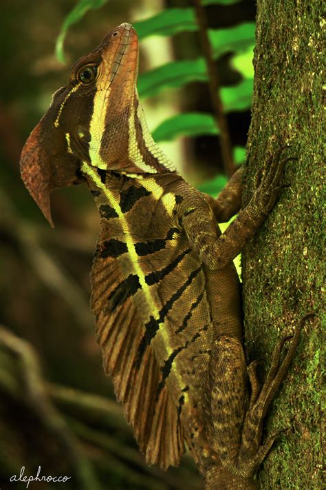 The Basilisk Lizard Alephrocco
