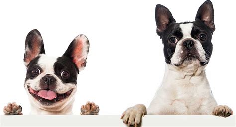 Bulldogs have surged in popularity across the us and the world, and that is thanks in large part to the unique physical features of the english bulldog.1 x research source known for their round bodies, squashed faces, rolls of skin, and kind. Boston Terrier vs French Bulldog - Can You Spot The ...