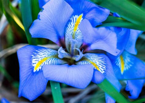 Algerian Iris Iris Unguicularis Rod Waddington Flickr