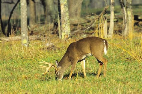 When To Plant Deer Food Plots Field And Stream