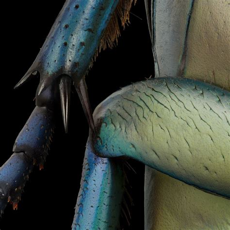 Microsculpture: Macro Photographs of Iridescent Insects Composed of ...
