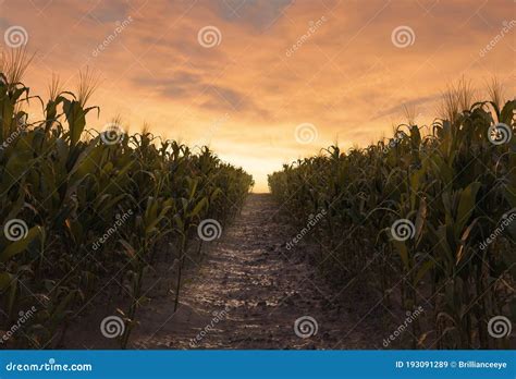 3d Rendering Of Path Between Two Corn Field In The Evening Sunlight