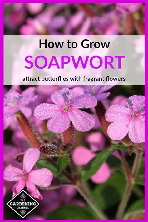 How To Grow Soapwort Perennial Herbs Beautiful Flowers Garden Types