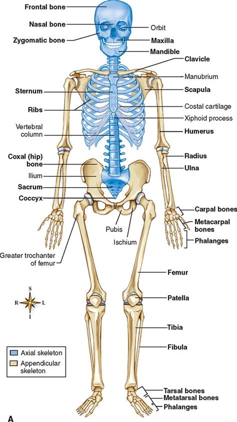 Label The Major Bones Of The Skeleton Anterior View And Posterior View