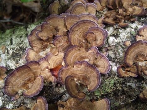 17 Best Images About Mushrooms Of Missouri On Pinterest