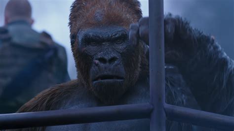 Andy serkis, woody harrelson, judy greer and others. Every Major Ape in the Modern Planet of the Apes Trilogy - IGN