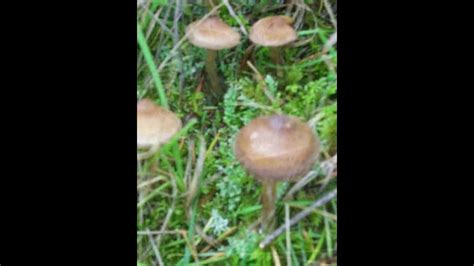 Common Mushrooms In Washington State All Mushroom Info
