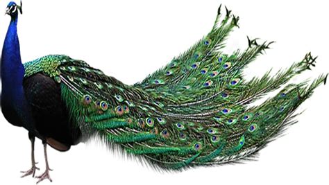 Peacock Png File Png All Png All