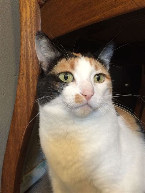 This Is Peewee A Nine Year Old Female Calico Cat Calico Cat Cats Pets