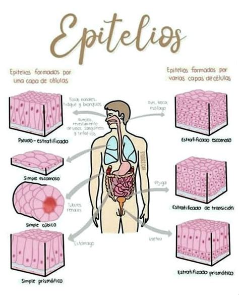 The Diagram Shows How Epilelios Work In Different Areas Of The Human Body