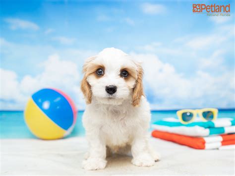 Puppies For Sale - Petland Florida | Cavachon puppies, Puppy friends ...