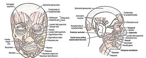 Face Anatomy Diagram