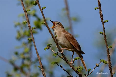 Common Nightingale Greek Nature Encyclopedia