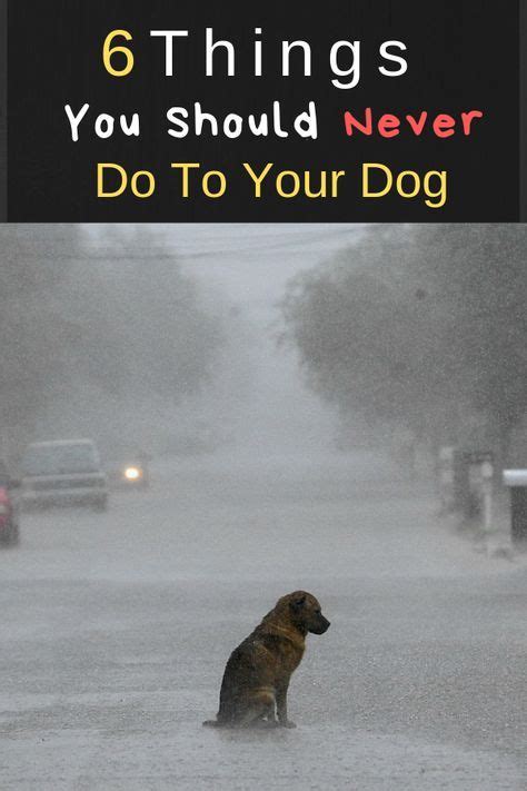 There Are Some Things You Dont Want To Do With Your Dogs Here Are 6