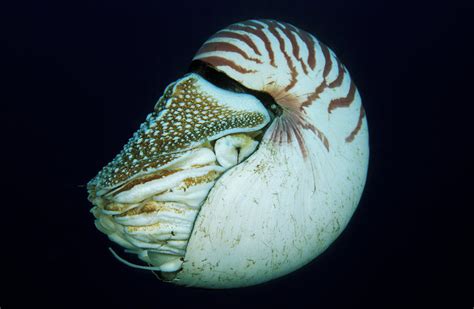 Portrait Of Chambered Nautilus Nautilus Photograph By Jurgen Freund