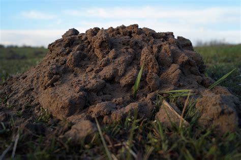 These resources include the following three methods. How to Get Rid of Ground Moles: 6 Tips From the Experts