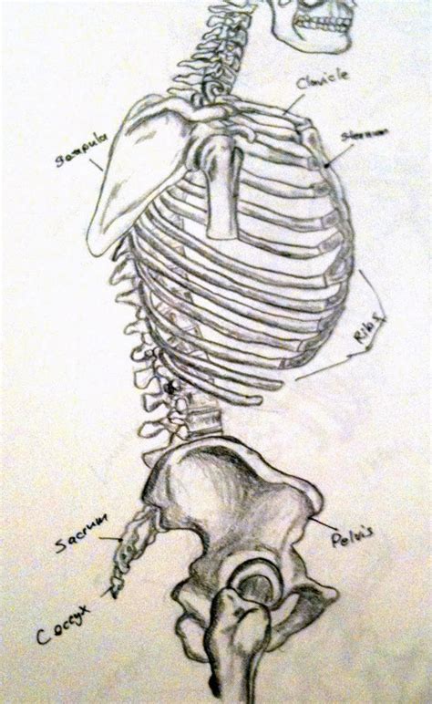 Torso Skeletal Structure Side By Navad108 On Deviantart