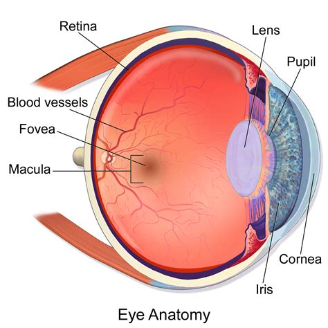 Eye Anatomy Functions Diseases Diagnosis Tips For Good Eye Sight