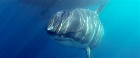 Video Footage May Reveal The Largest Great White Shark Ever Caught On