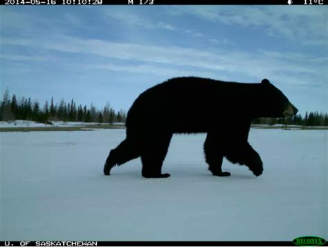 We Found Grizzly Black And Polar Bears Together For The First Time