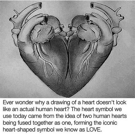 To place an order or for more information. Why The Drawing Of A Heart Doesn't Look Like An Actual ...