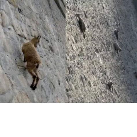 Mountain Goats Climbing A Dam Wall Challenges Newtons Rule Of Gravity