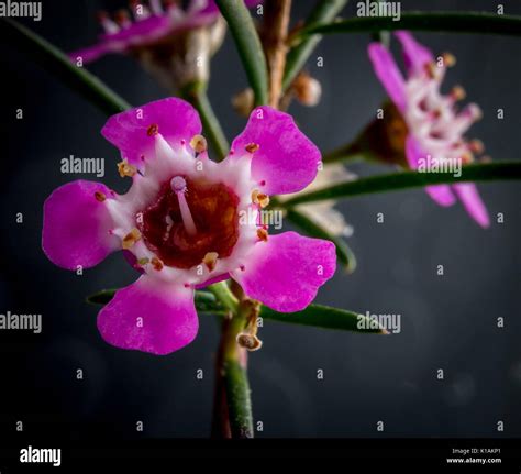 Macro Photo Of Geraldton Wax Flower Stock Photo Alamy