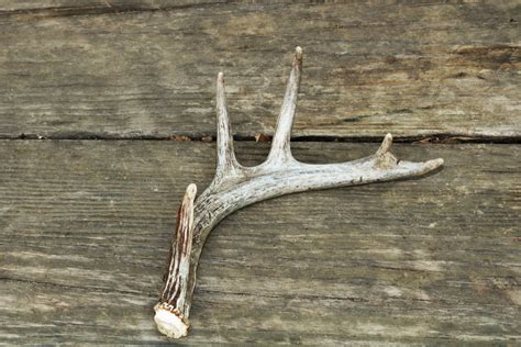 Deer Antler On Wood Free Stock Photo Public Domain Pictures