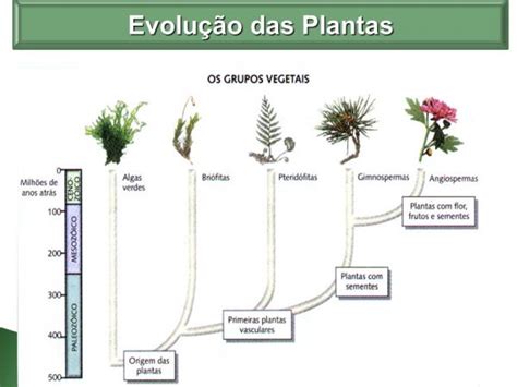 Ciclo Reprodutivo Das Briófitas Caracterize O Musgo Dê Exemplos
