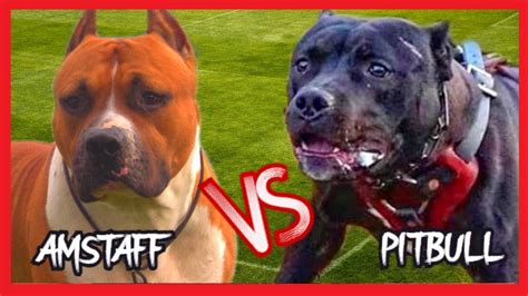 Pitbull Vs Amstaff American Staffordshire Terrier Youtube