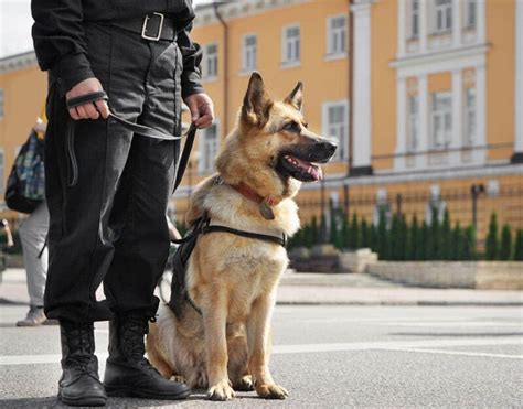 Why Are German Shepherds Used As Police Dogs Hepper