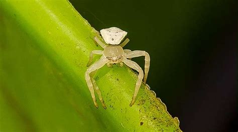 Types Of White Spiders With Pictures Identification Guide