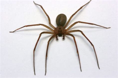 Brown Recluse Pest Control Local And Trusted