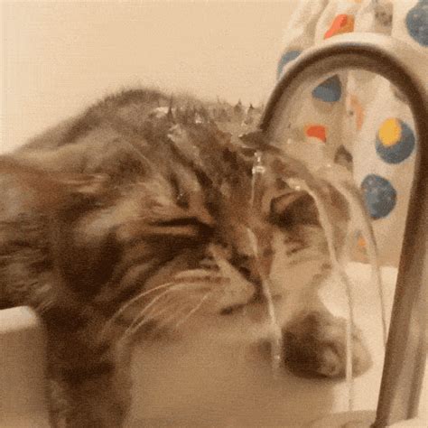 Leave a reply cancel reply. Funny Animals (16 gifs)