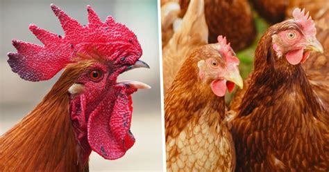 Man Admits Having Sex With Chickens As His Wife Filmed