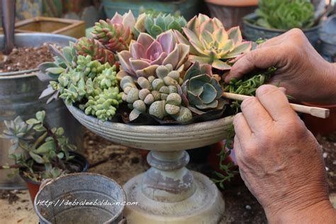 And it decreases the chances that squirrels will find your arrangement on an accessible table and take a nibble… from big red sun. How to Make a Succulent Centerpiece